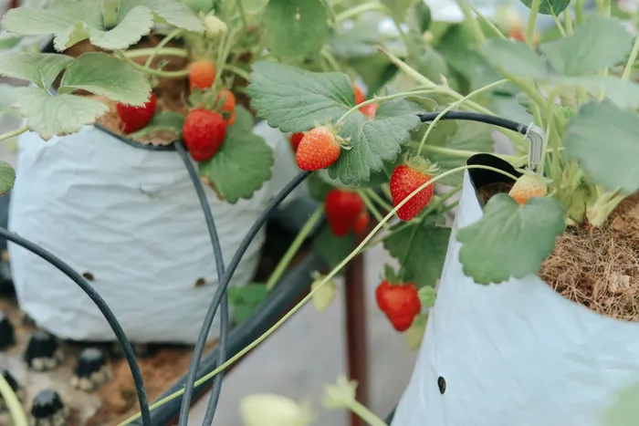 Choosing Containers That Work in a Small Outdoor Space