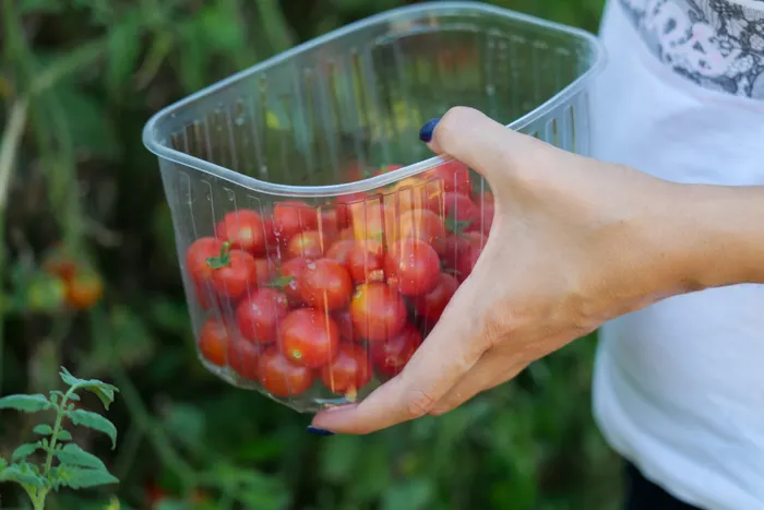 Are Self-Watering Containers Worth It on a Balcony?