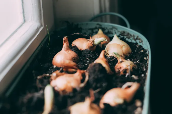 Preventing Fungal and Bacterial Problems in Container Gardens